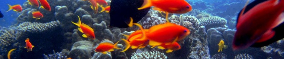 mar_rosso_egitto