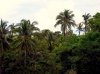 Tablas property-trees